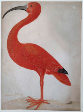 Maria Sibylla Merian, Rode ibis met een ei, illustration naturaliste dont s'est inspirée Ottoline de Vries pour sa collection de papier peint